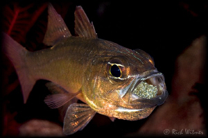 Family Photo - Cardinal Fish with eggs.  It only took 55 ... by Richard Witmer 